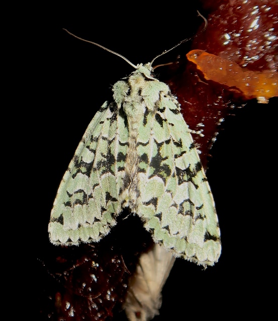 Griposia aprilina - őszi zöldbagoly