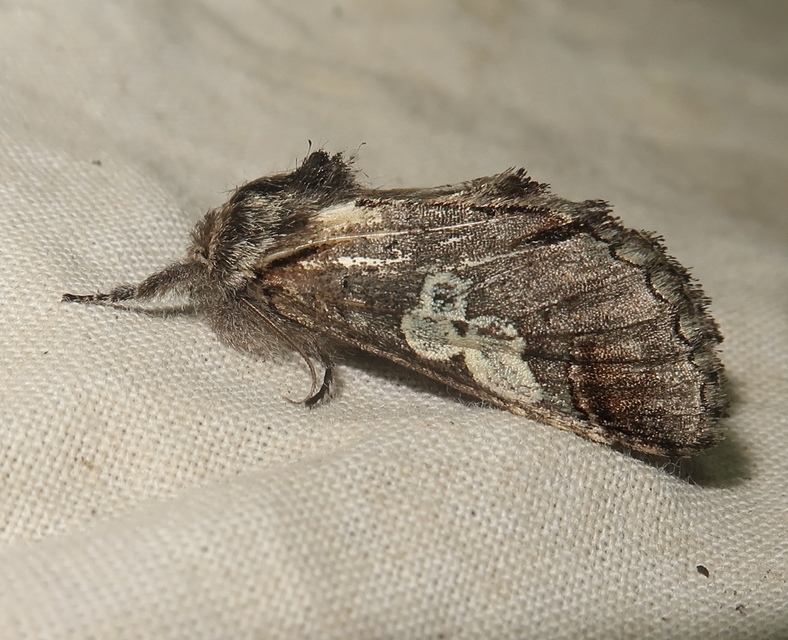 Diloba caeruleocephala - őszi kékesbagoly