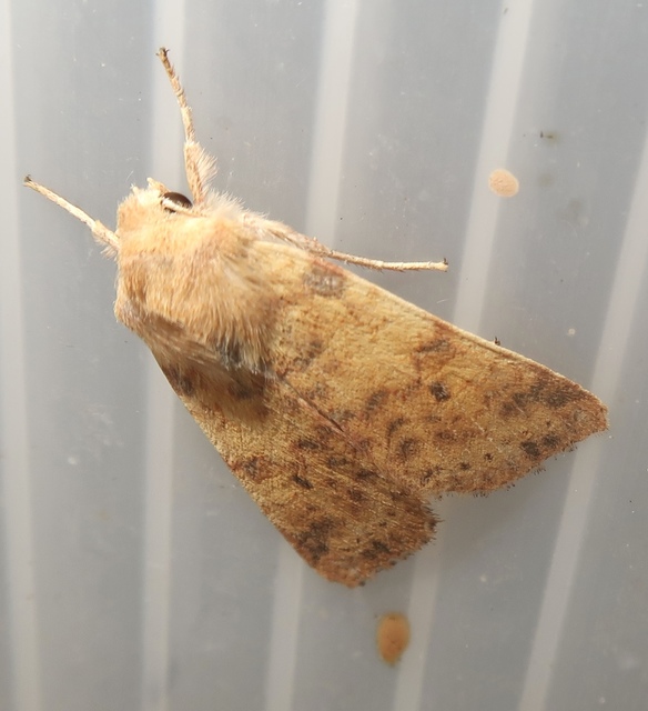 Cirrhia gilvago - foltos sárgabagoly