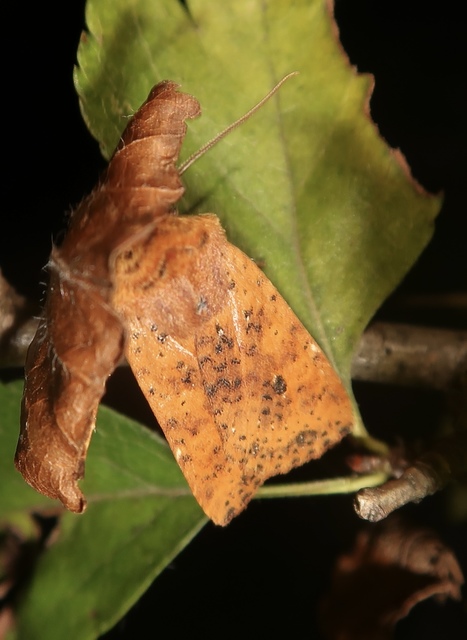 Conistra rubiginea - vörös őszibagoly
