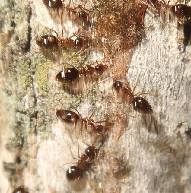 Prenolepis nitens - ragyogóhangya