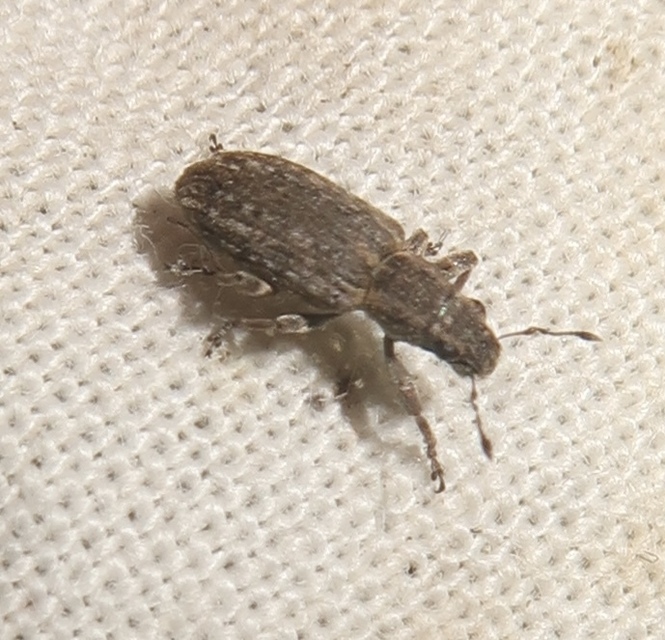 Sitona callosus - szempillás csipkézőbogár