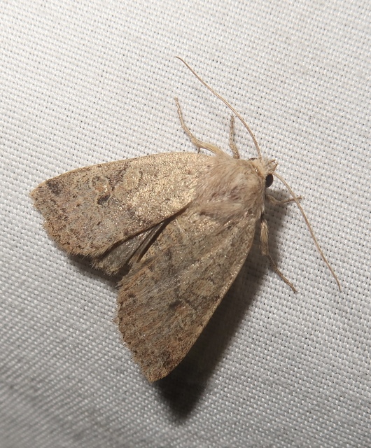 Propenistra laevis - könnyű őszibagoly