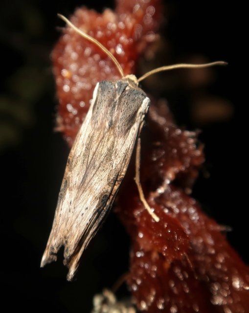 Xylena exsoleta - szürke fabagoly