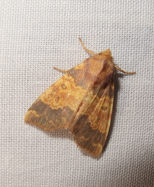 Tiliacea aurago - aranyló sárgabagoly