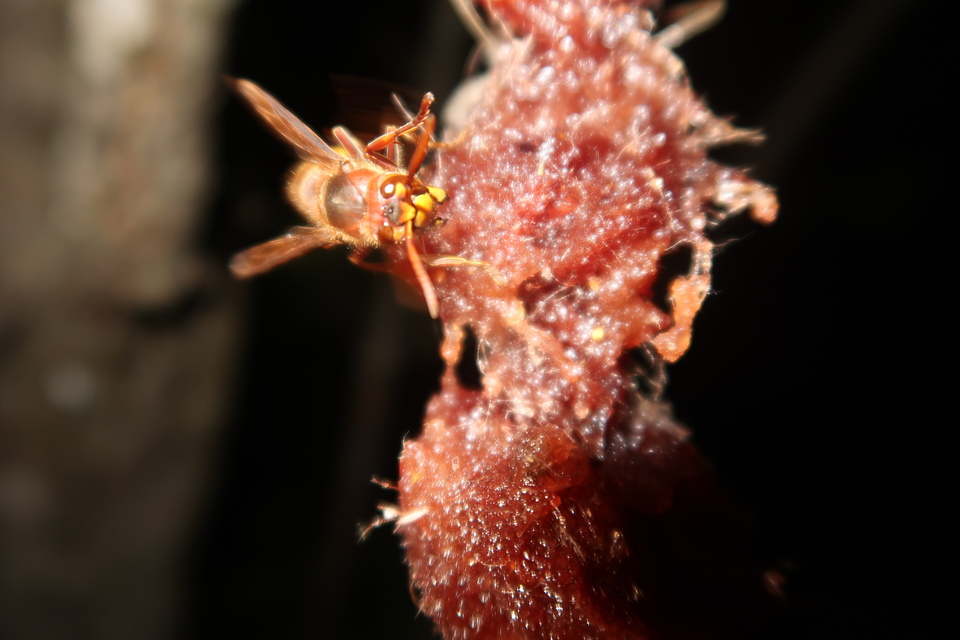 Vespa crabro - lódarázs