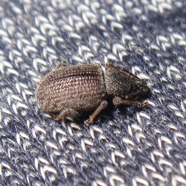 Otiorhynchus rugosostriatus - szamóca-gyalogormányos