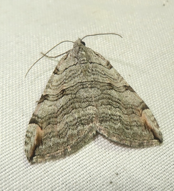 Aplocera plagiata - szürke csíkosaraszoló