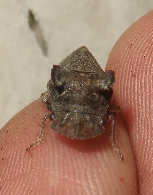 Ledra aurita - füleskabóca