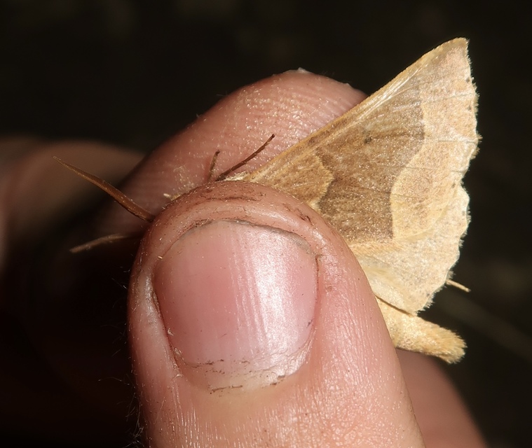 Crocallis tusciaria - barna sávosaraszoló