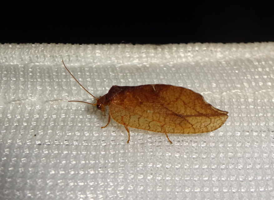 Drepanepteryx phalaenoides