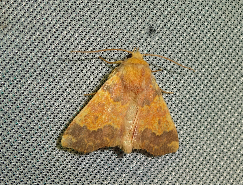 Tiliacea aurago - aranyló sárgabagoly