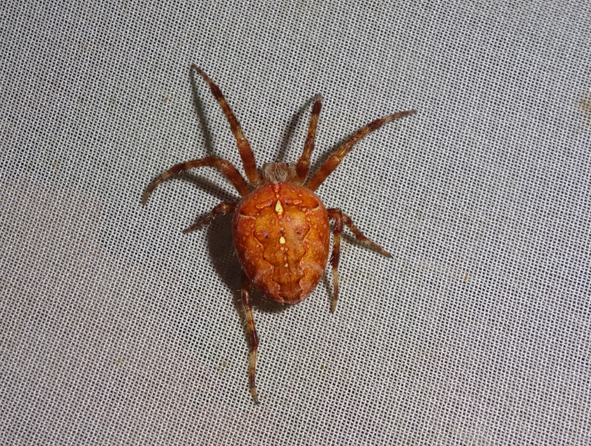 Araneus diadematus - koronás keresztespók
