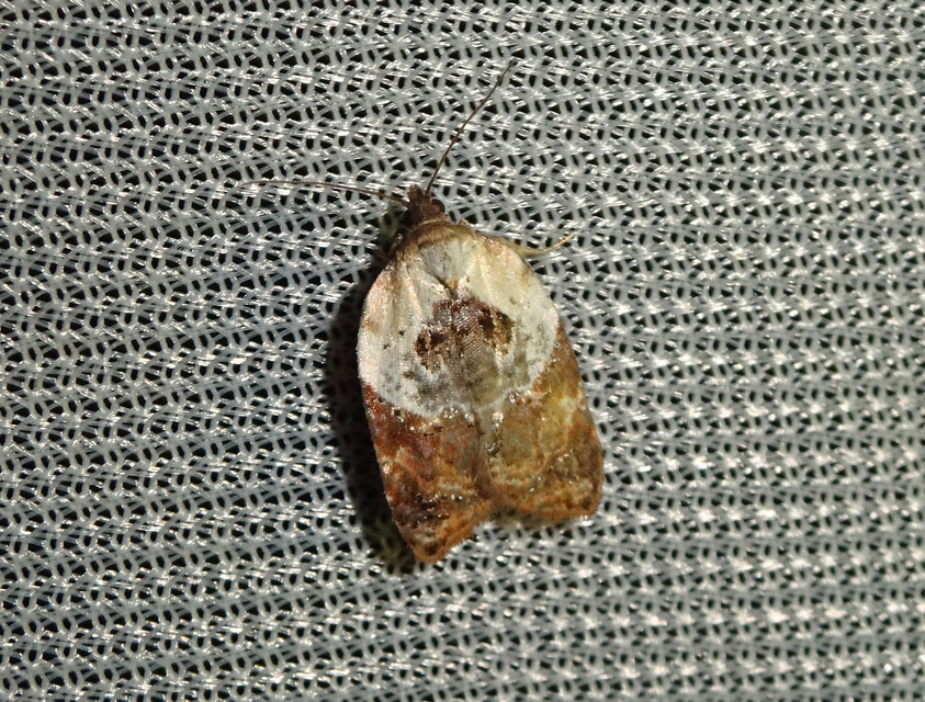 Acleris variegana - tarka levélmoly
