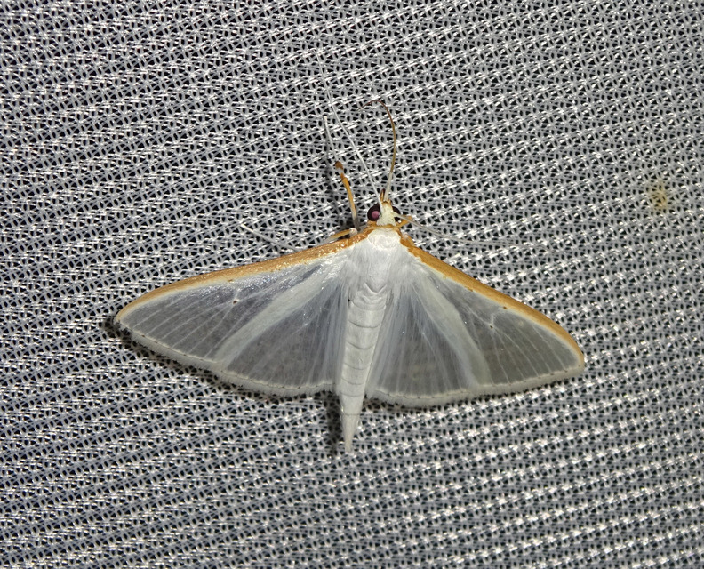 Palpita vitrealis - hófehér tűzmoly