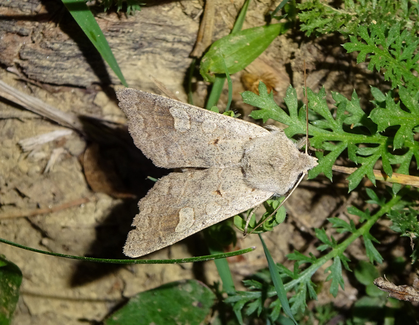 Ammoconia caecimacula - szürke őszibagoly