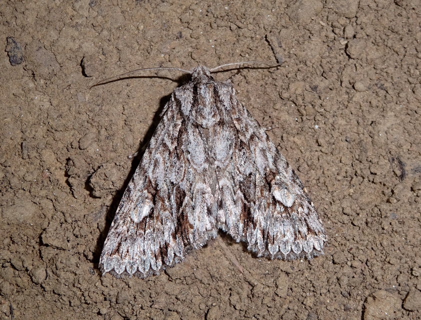 Meganephria bimaculosa - kétfoltos szilbagoly