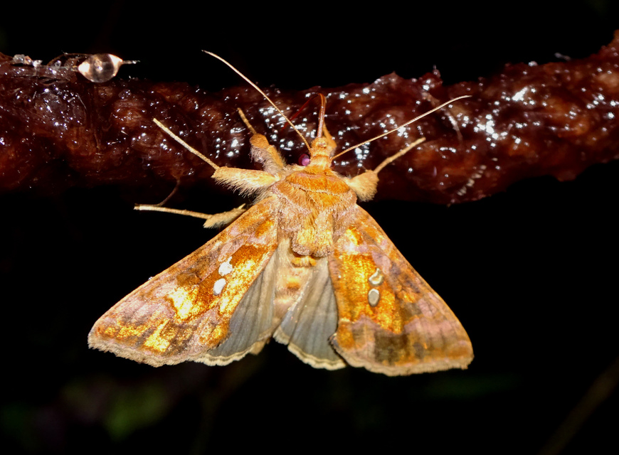 Chrysodeixis chalcites - déli aranybagoly