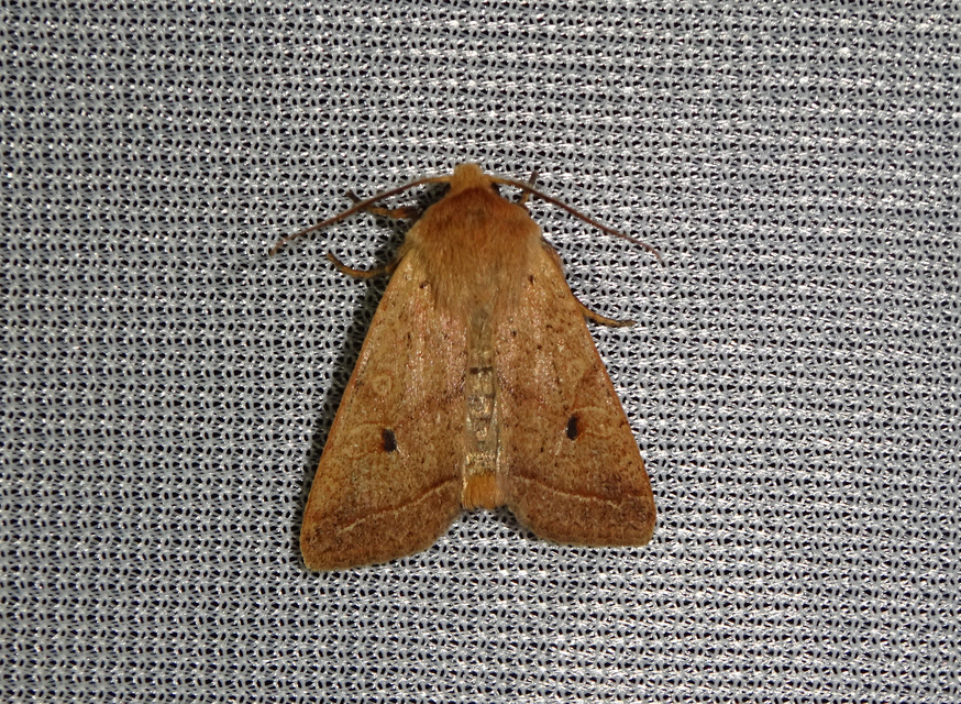 Leptologia macilenta - gyertyán-őszibagoly