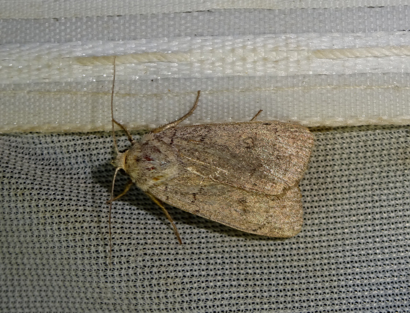 Xestia castanea michaeli - csarabos fűbagoly