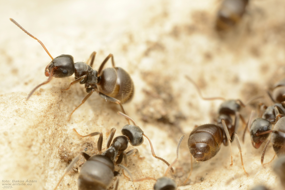 Lasius bombycina - pusztai feketehangya