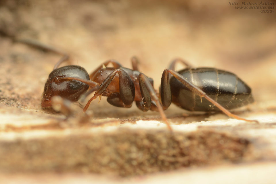 Colobopsis truncata - kapushangya