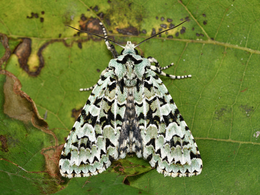 Griposia aprilina - őszi zöldbagoly