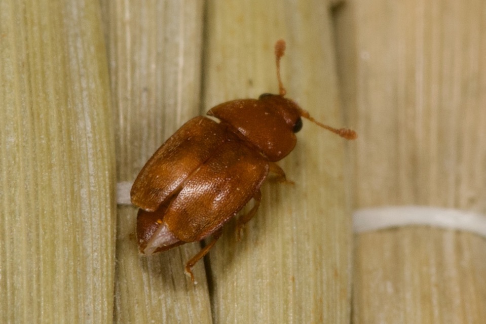 Epuraea Epuraea