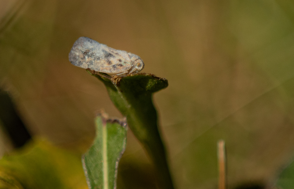 Metcalfa pruinosa - amerikai lepkekabóca