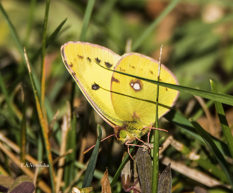 Colias alfacariensis - déli kéneslepke