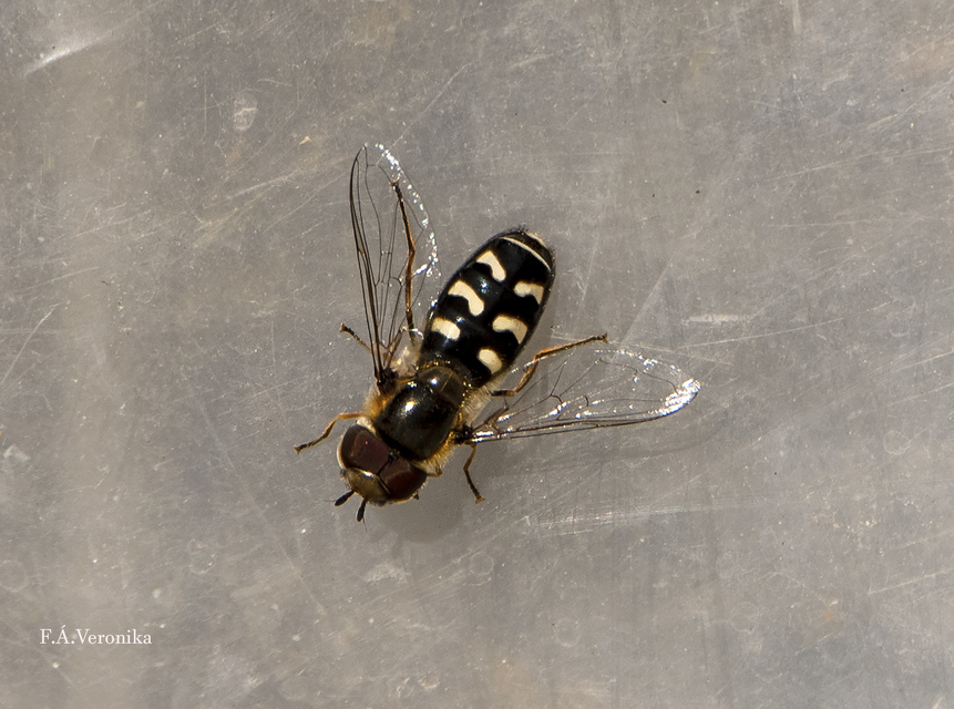 Scaeva pyrastri - gyakori nagyhomlokúlégy