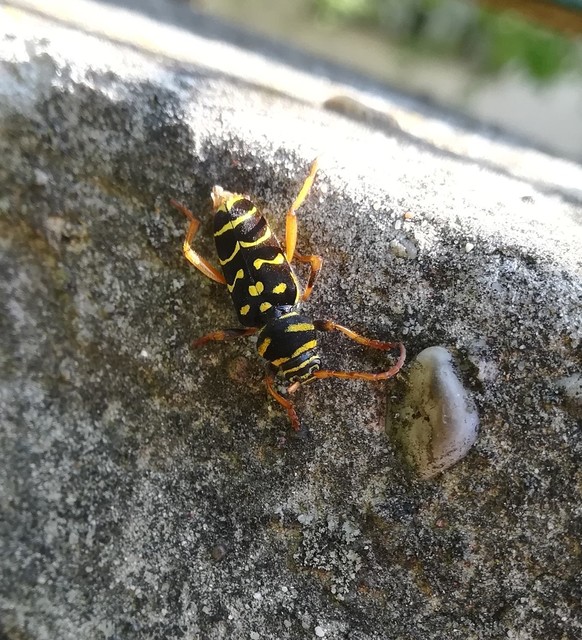 Plagionotus arcuatus - bársonyos darázscincér