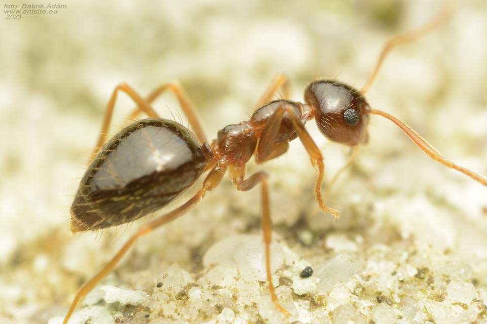 Prenolepis nitens - ragyogóhangya