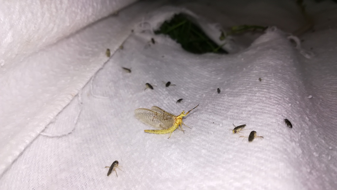Ephemera glaucops