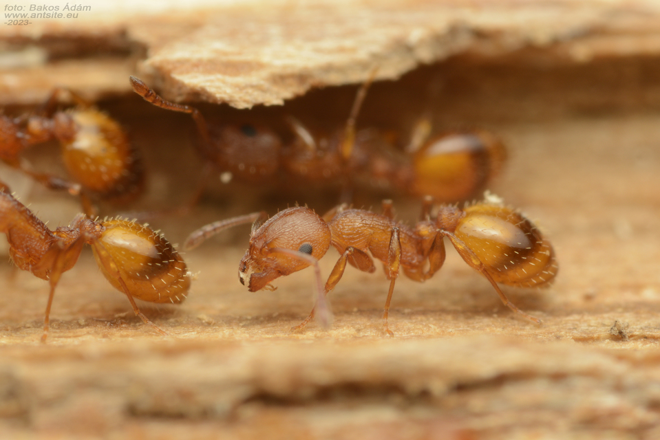 Temnothorax affinis - erdei kéreghangya