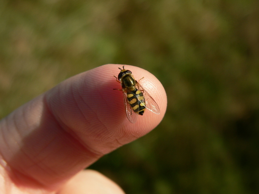 Eupeodes