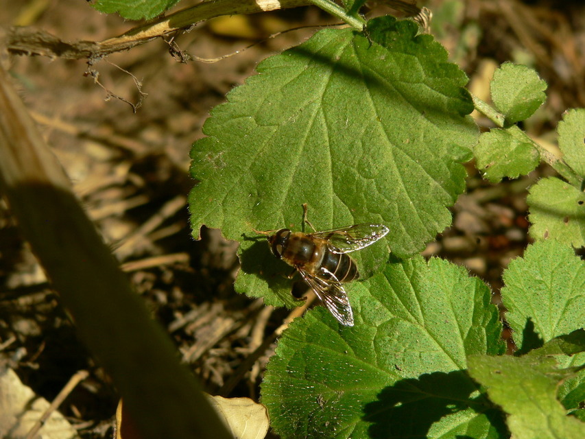 Eristalis