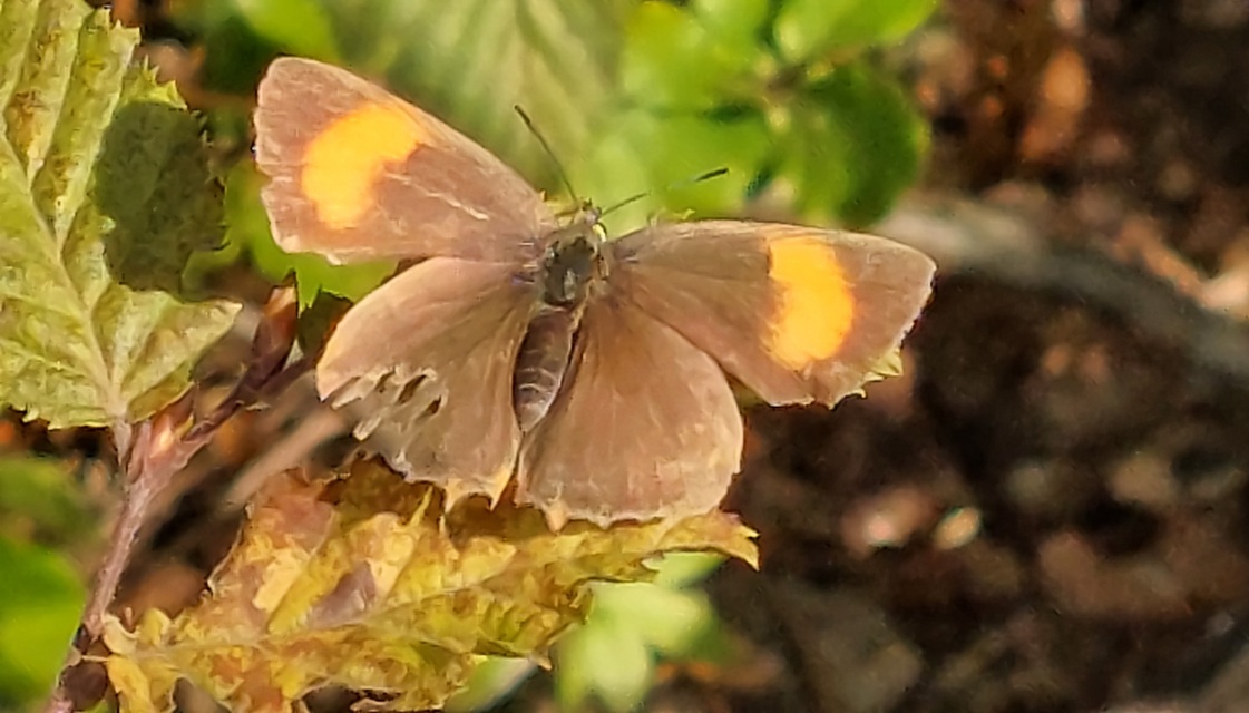 Thecla betulae - nyírfalepke