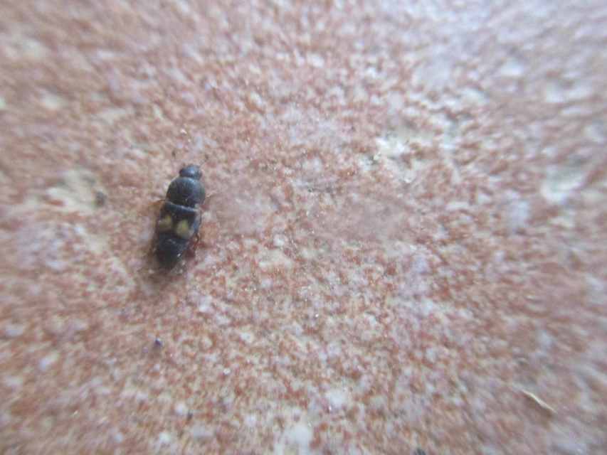 Carpophilus hemipterus - kétszínű gyümölcsfénybogár Carpophilus hemipterus - kétszínű gyümölcsfénybogár