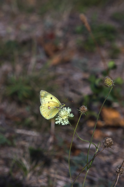Colias alfacariensis - déli kéneslepke