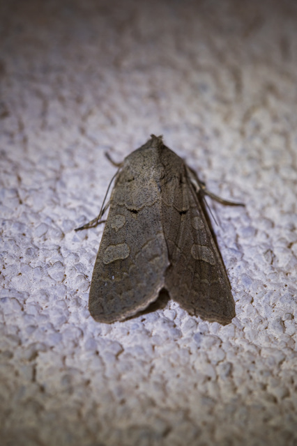 Ammoconia caecimacula - szürke őszibagoly