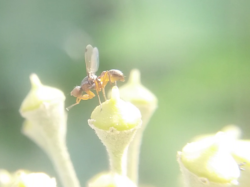 Sepsidae - billegetőlégyfélék