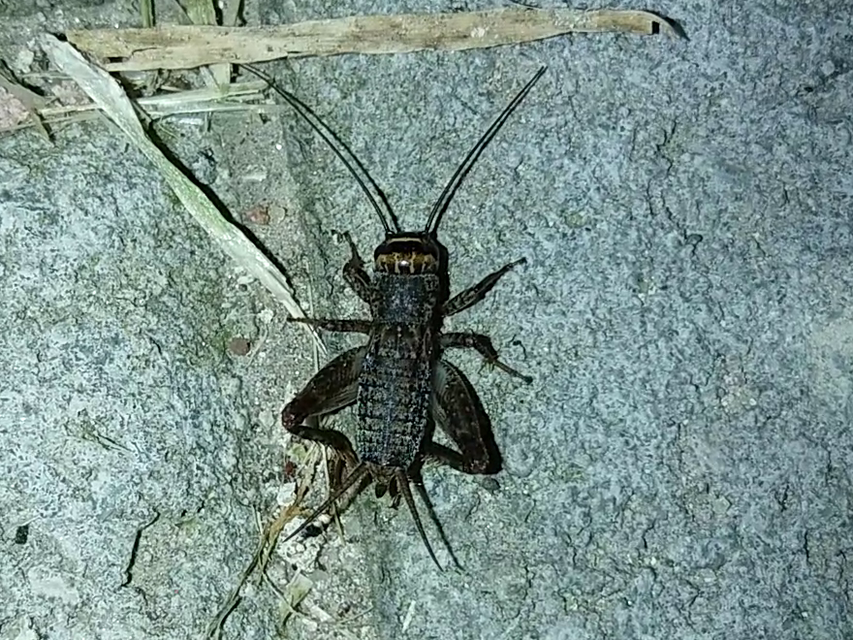 Modicogryllus truncatus - déli homlokjegyestücsök