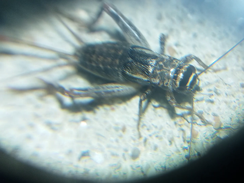 Modicogryllus truncatus - déli homlokjegyestücsök