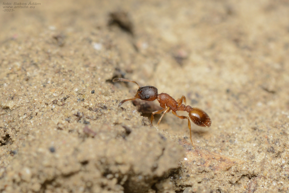 Temnothorax albipennis - ligeti kéreghangya