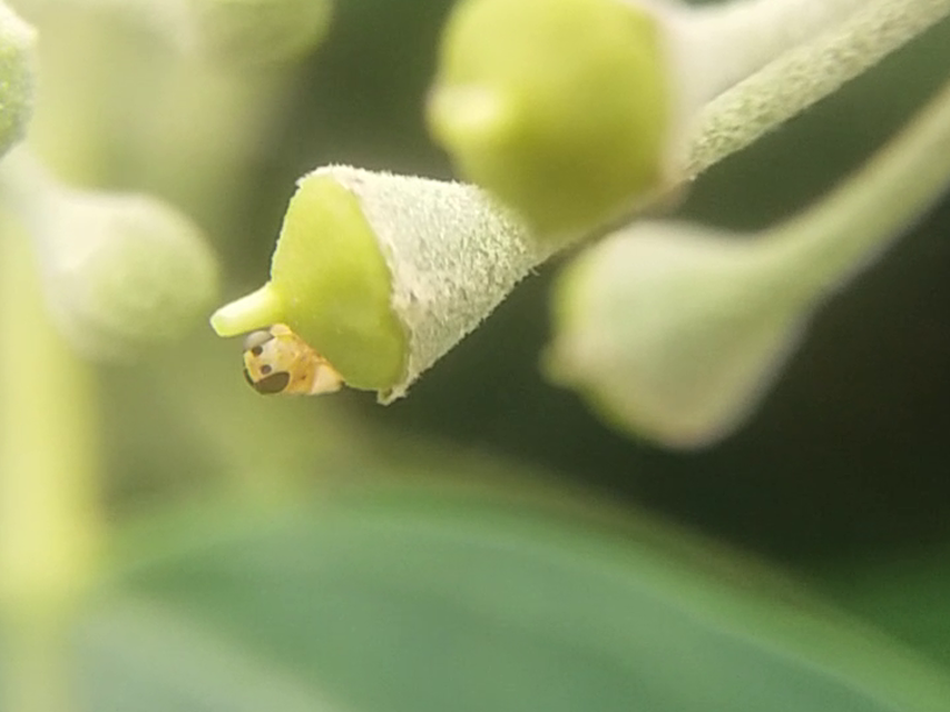 Chloropidae - gabonalegyek