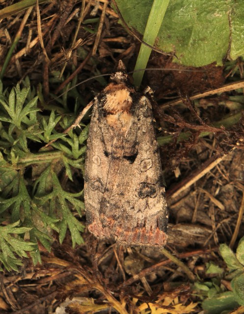 Epilecta linogrisea - karcsú sárgafűbagoly