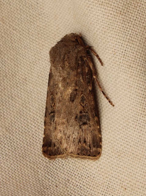 Agrotis bigramma - kétjegyű földibagoly