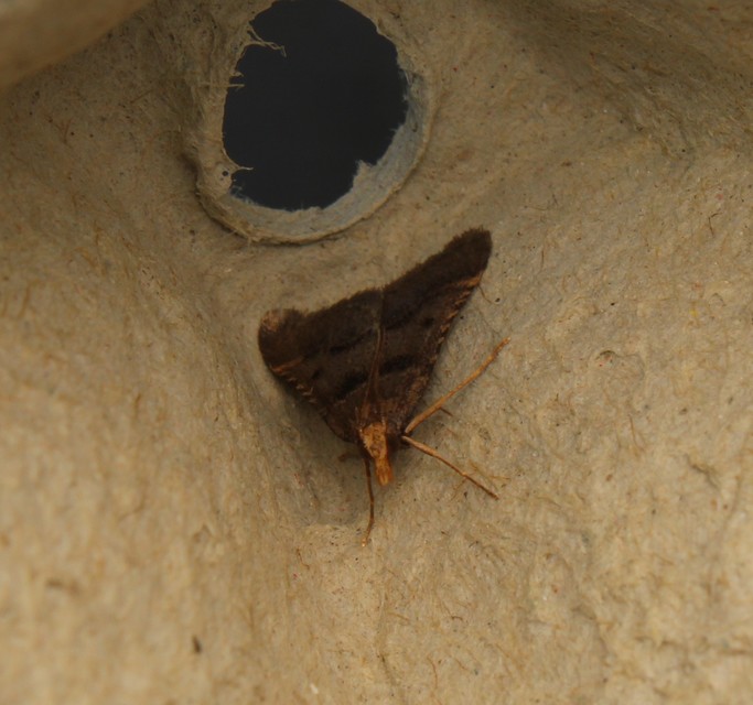 Stemmatophora brunnealis - barna fényilonca