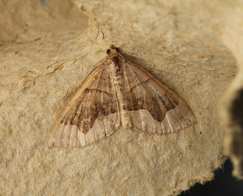 Scotopteryx moeniata - sötétsávos araszoló